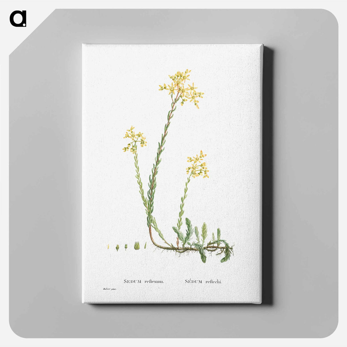 Sedum Reflexum (Reflexed Stonecrop) - ピエール ジョゼフ ルドゥーテ Canvas.