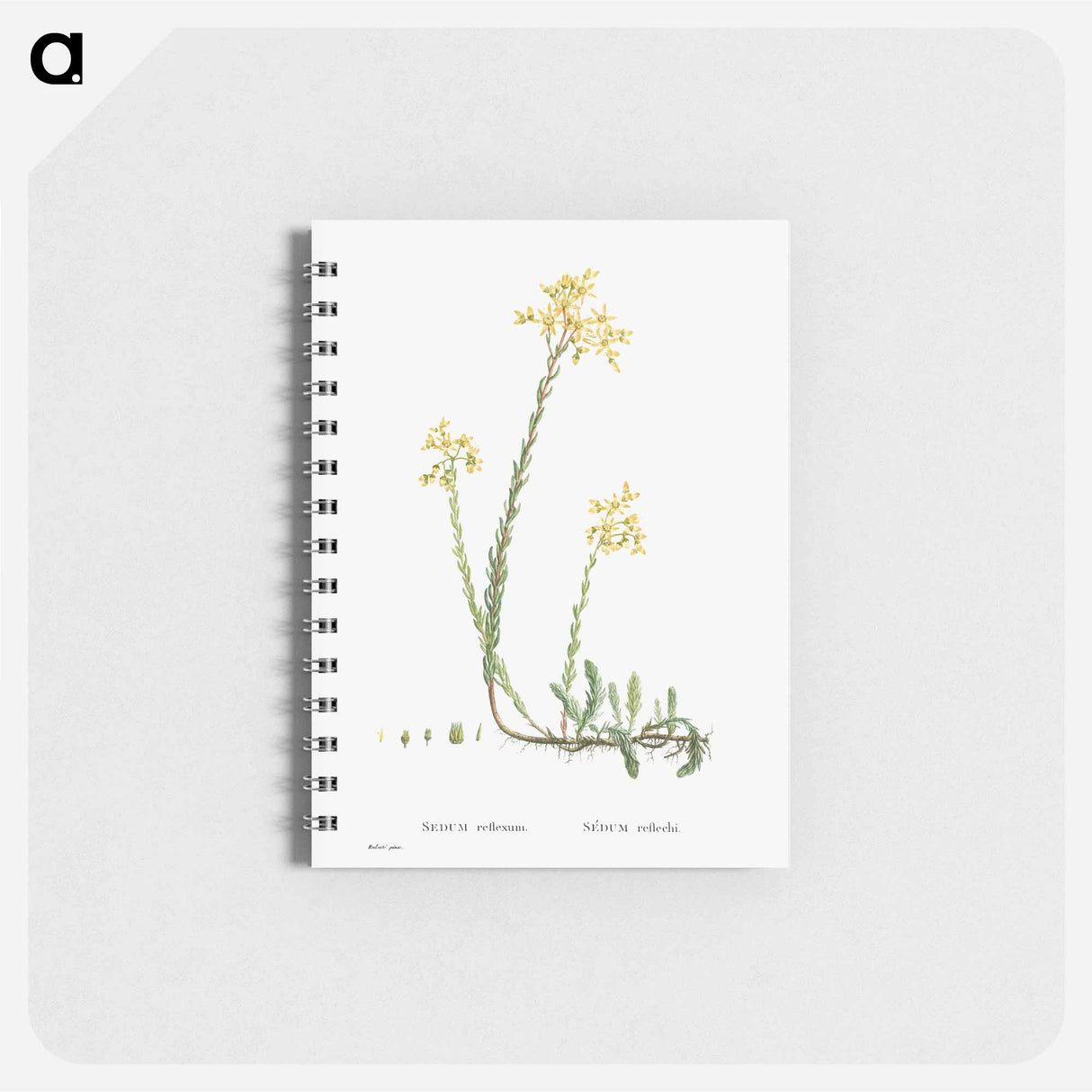 Sedum Reflexum (Reflexed Stonecrop) - ピエール ジョゼフ ルドゥーテ Memo.