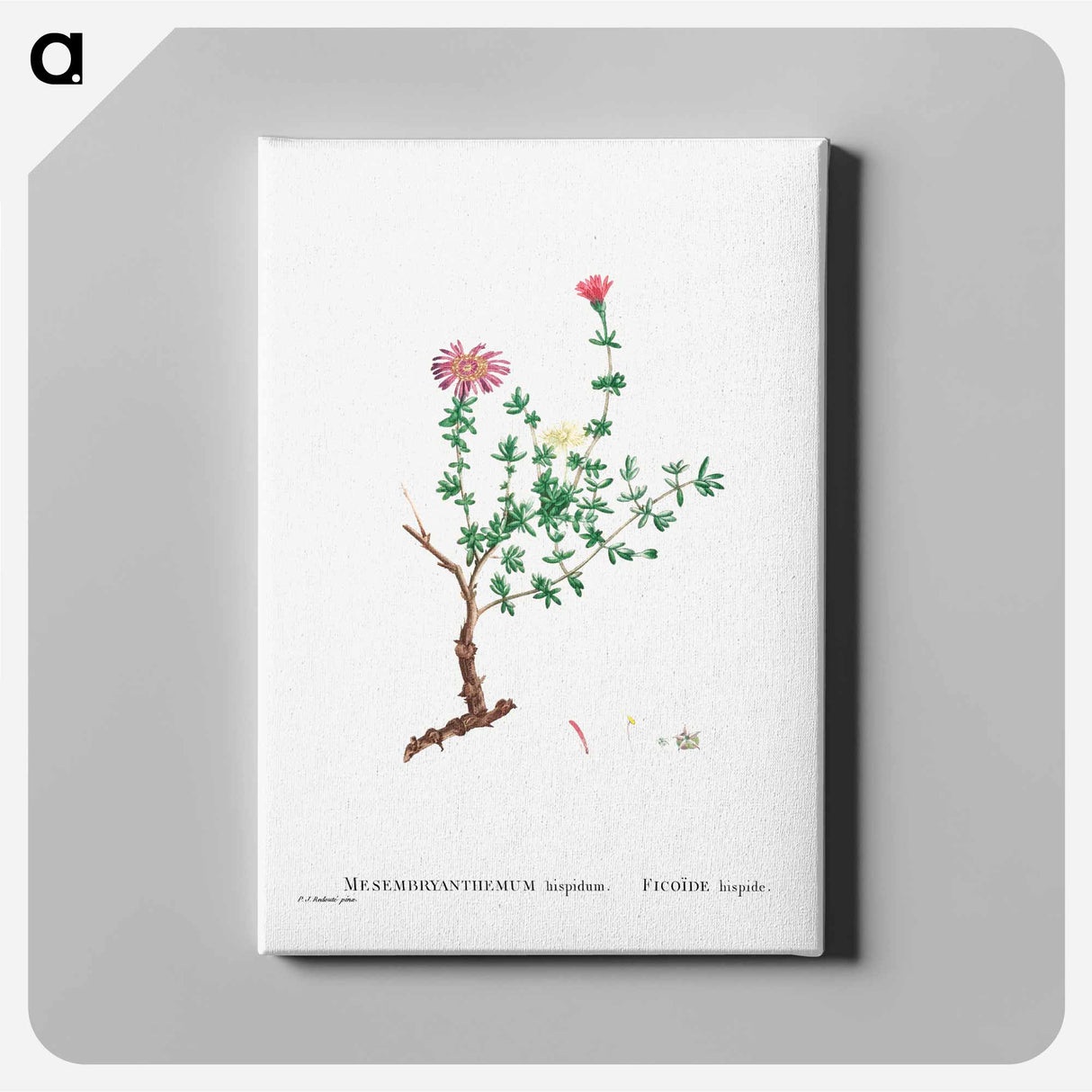 Mesembryanthemum Hispidum (Miniature Pigs Face) - ピエール ジョゼフ ルドゥーテ Canvas.