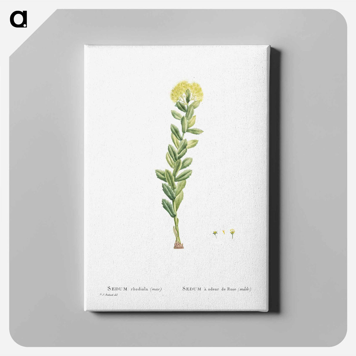 Sedum Rhodiola (Golden Root) - ピエール ジョゼフ ルドゥーテ Canvas.