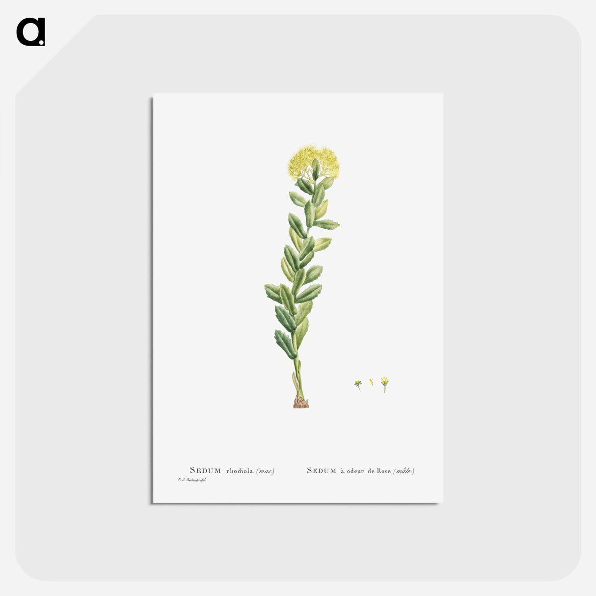 アートポストカード-Sedum Rhodiola (Golden Root) - ピエール ジョゼフ ルドゥーテ Postcard.