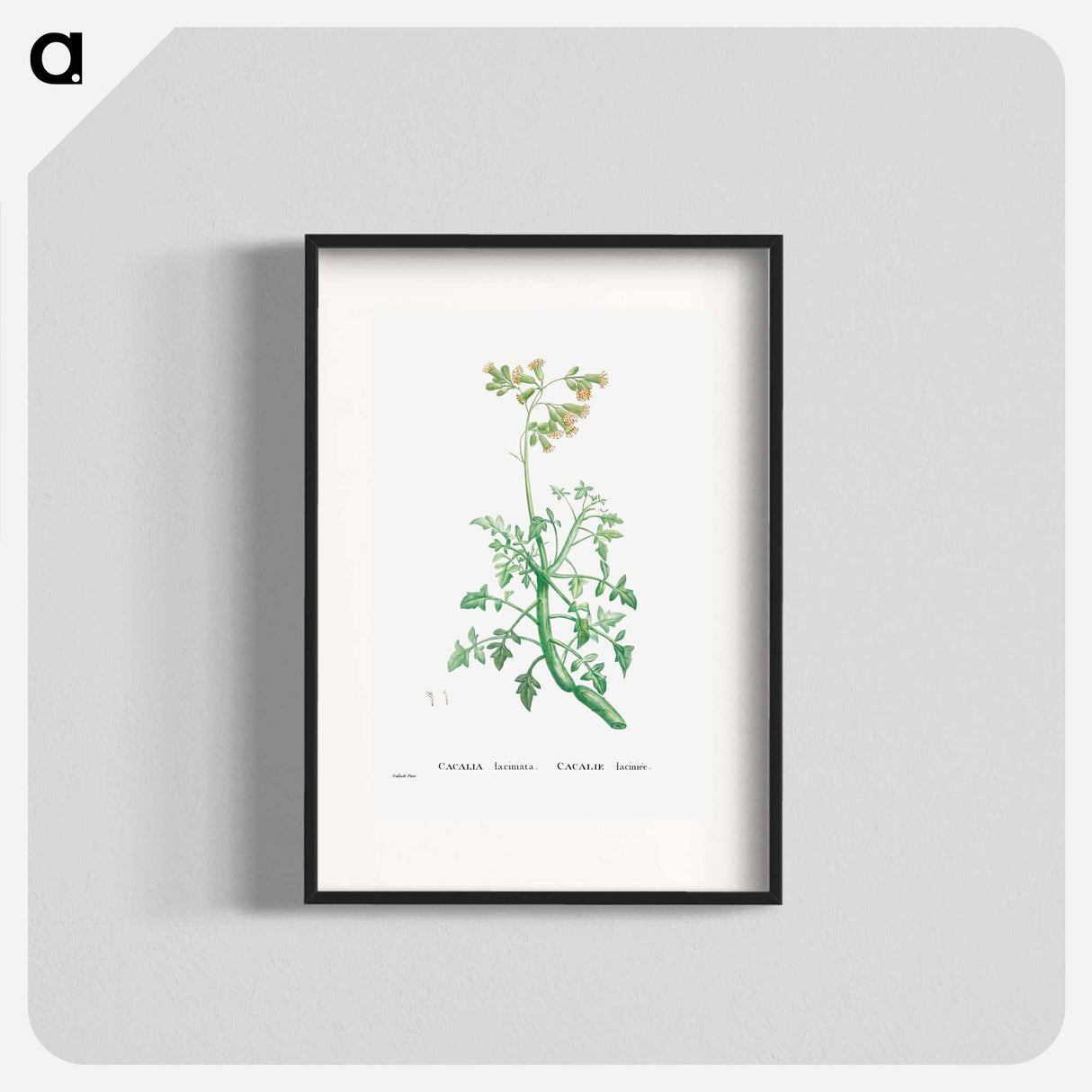 Cacalia Laciniata (Sue Runcinata) - ピエール ジョゼフ ルドゥーテ Poster.