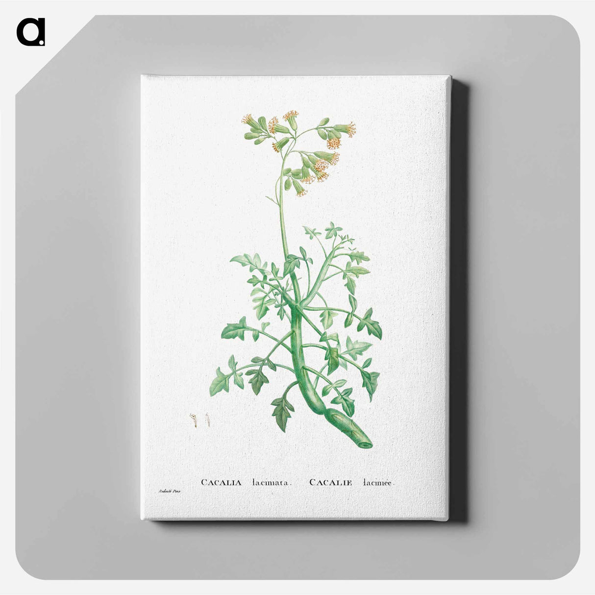 Cacalia Laciniata (Sue Runcinata) - ピエール ジョゼフ ルドゥーテ Canvas.