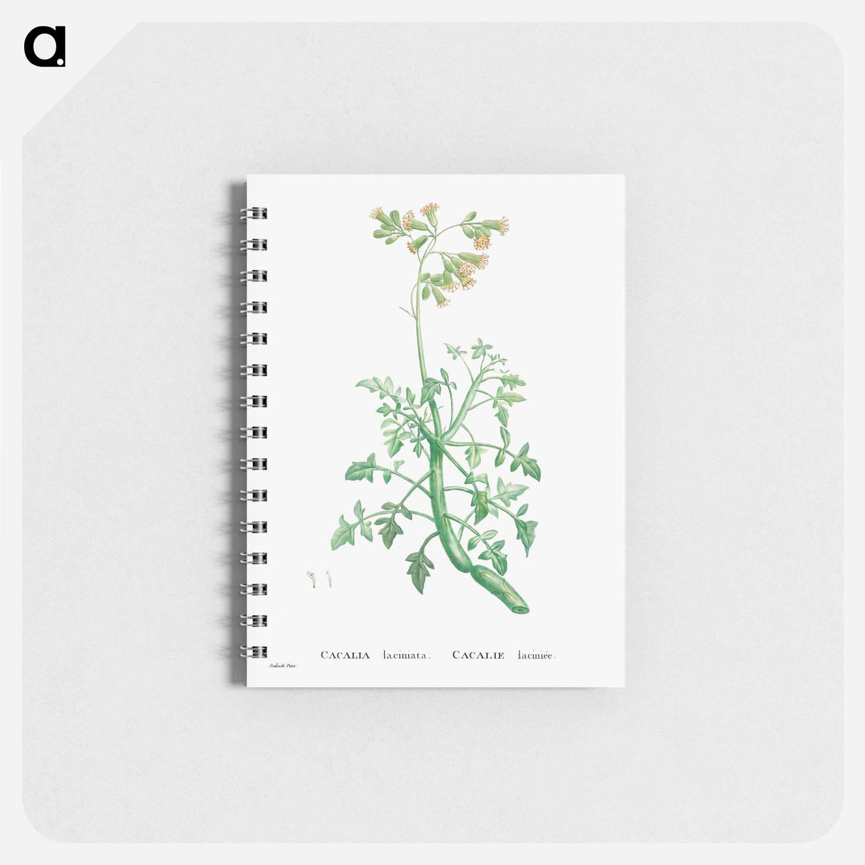 Cacalia Laciniata (Sue Runcinata) - ピエール ジョゼフ ルドゥーテ Memo.