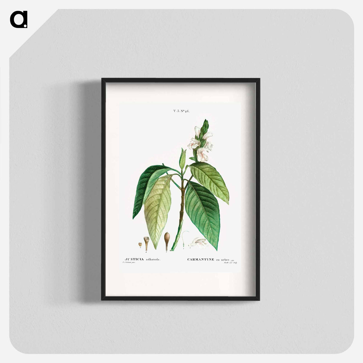 Malabar nut - Pierre Joseph Redouté Poster.