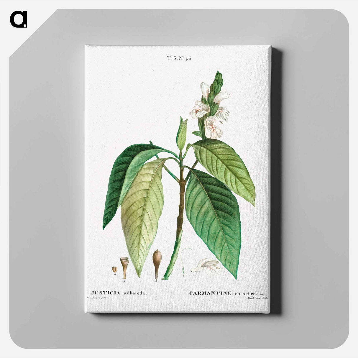 Malabar nut - Pierre Joseph Redouté Canvas.