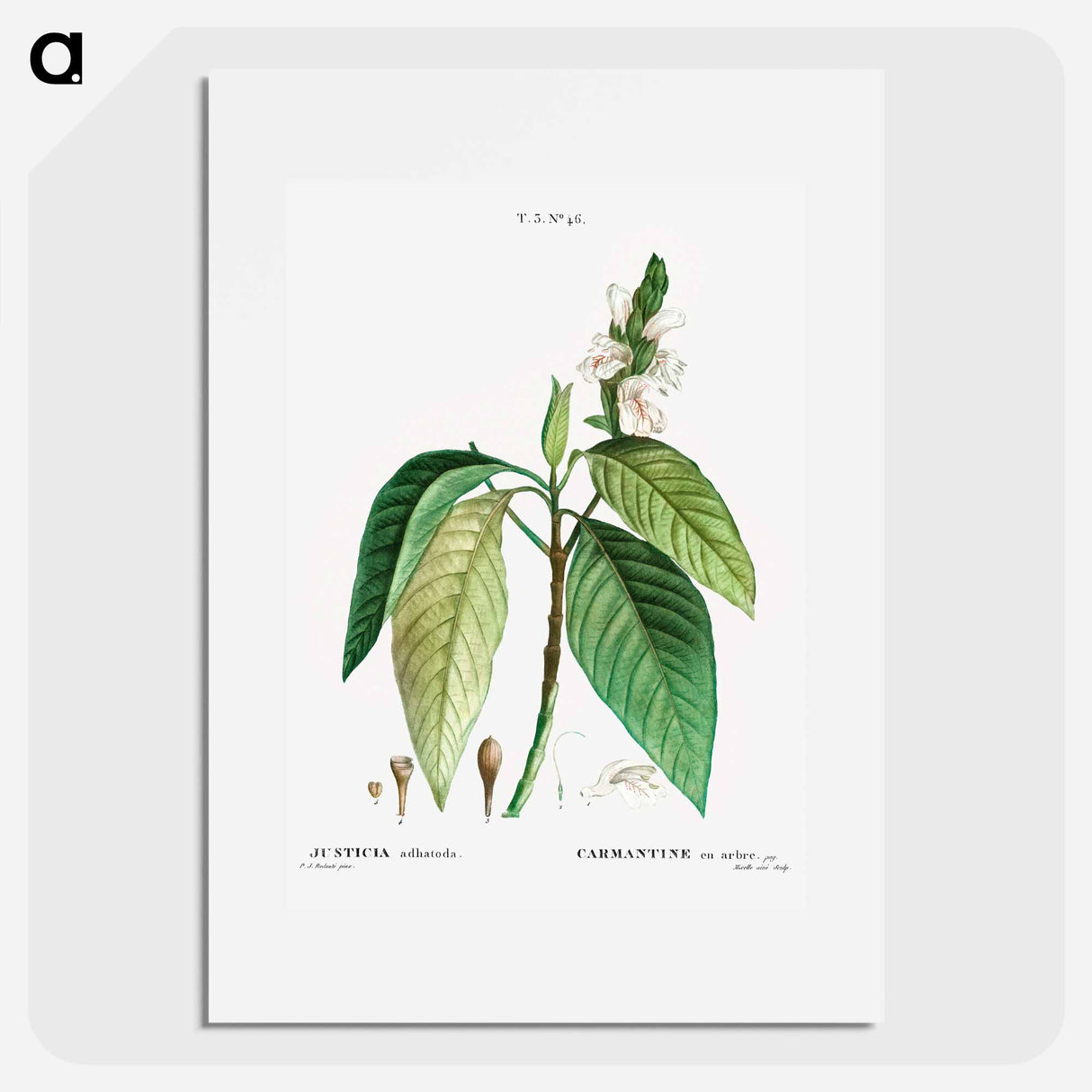 Malabar nut - Pierre Joseph Redouté Poster.