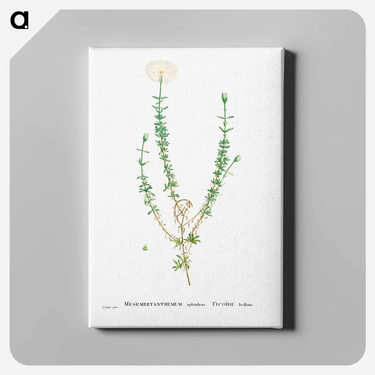 Mesembryanthemum Splendens (Donkey Mesemb) - ピエール ジョゼフ ルドゥーテ Canvas.