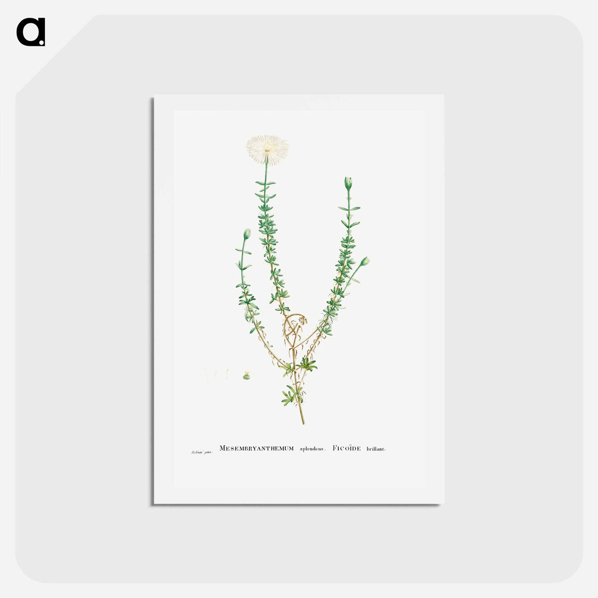 アートポストカード-Mesembryanthemum Splendens (Donkey Mesemb) - ピエール ジョゼフ ルドゥーテ Postcard.