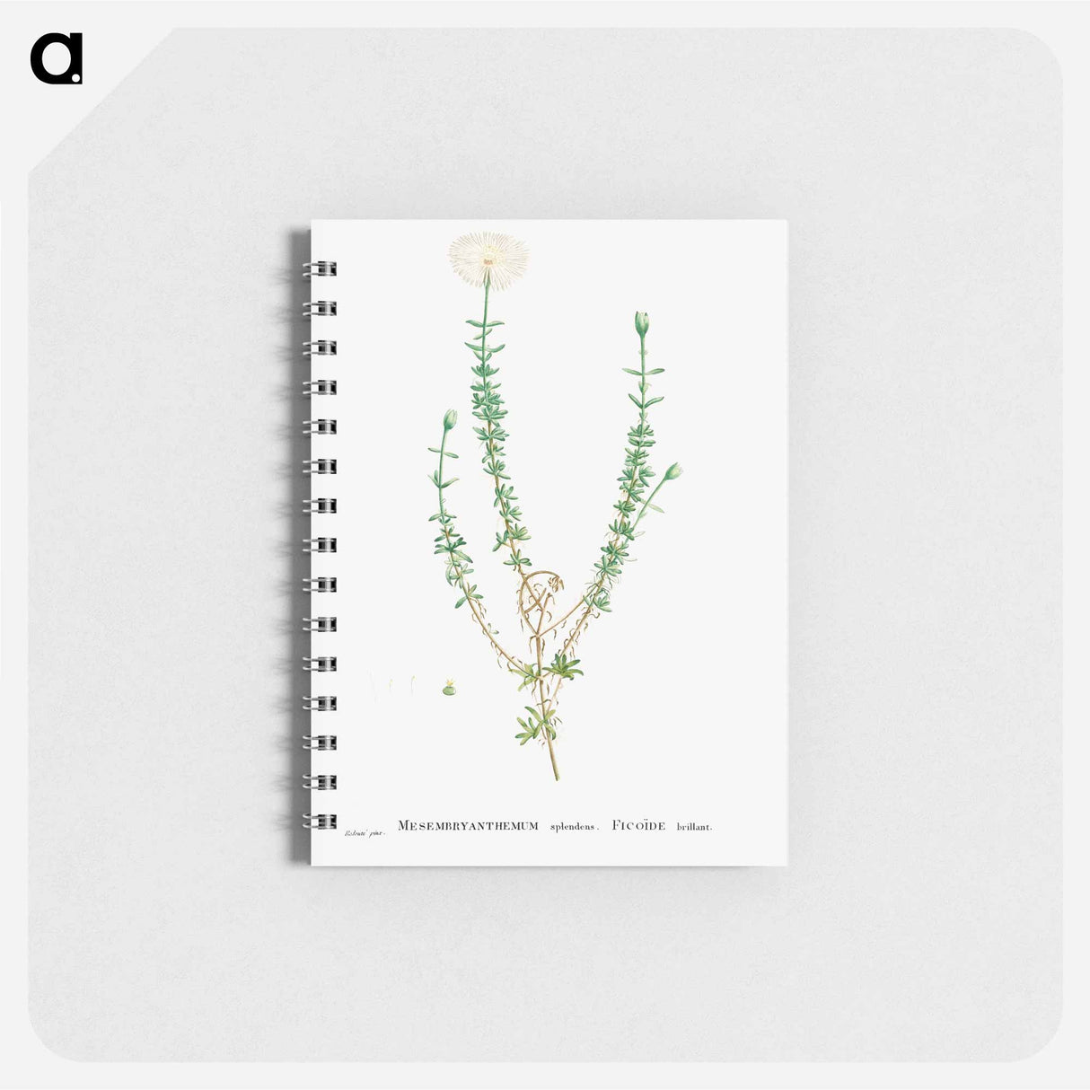 Mesembryanthemum Splendens (Donkey Mesemb) - ピエール ジョゼフ ルドゥーテ Memo.