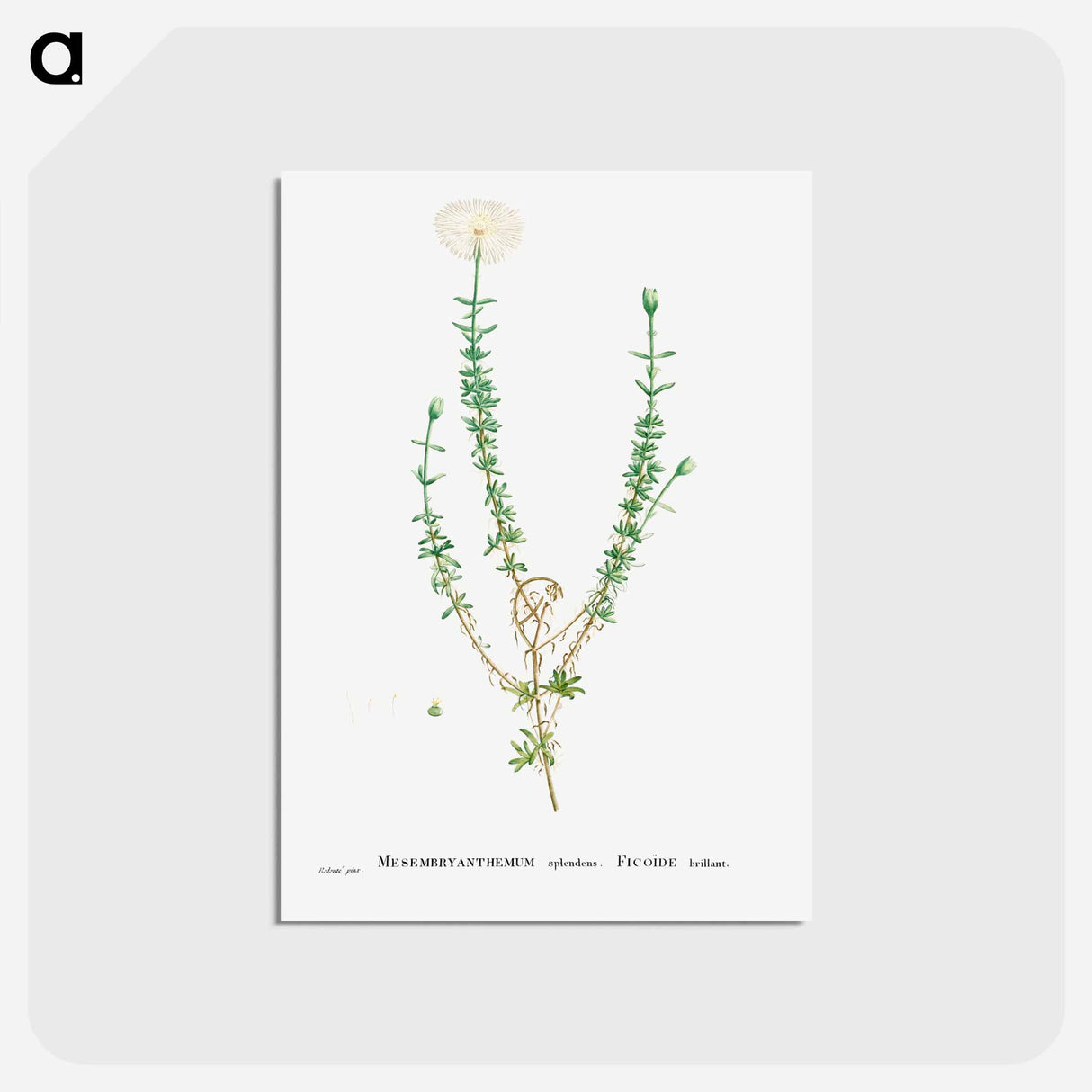 アートポストカード-Mesembryanthemum Splendens (Donkey Mesemb) - ピエール ジョゼフ ルドゥーテ Postcard.