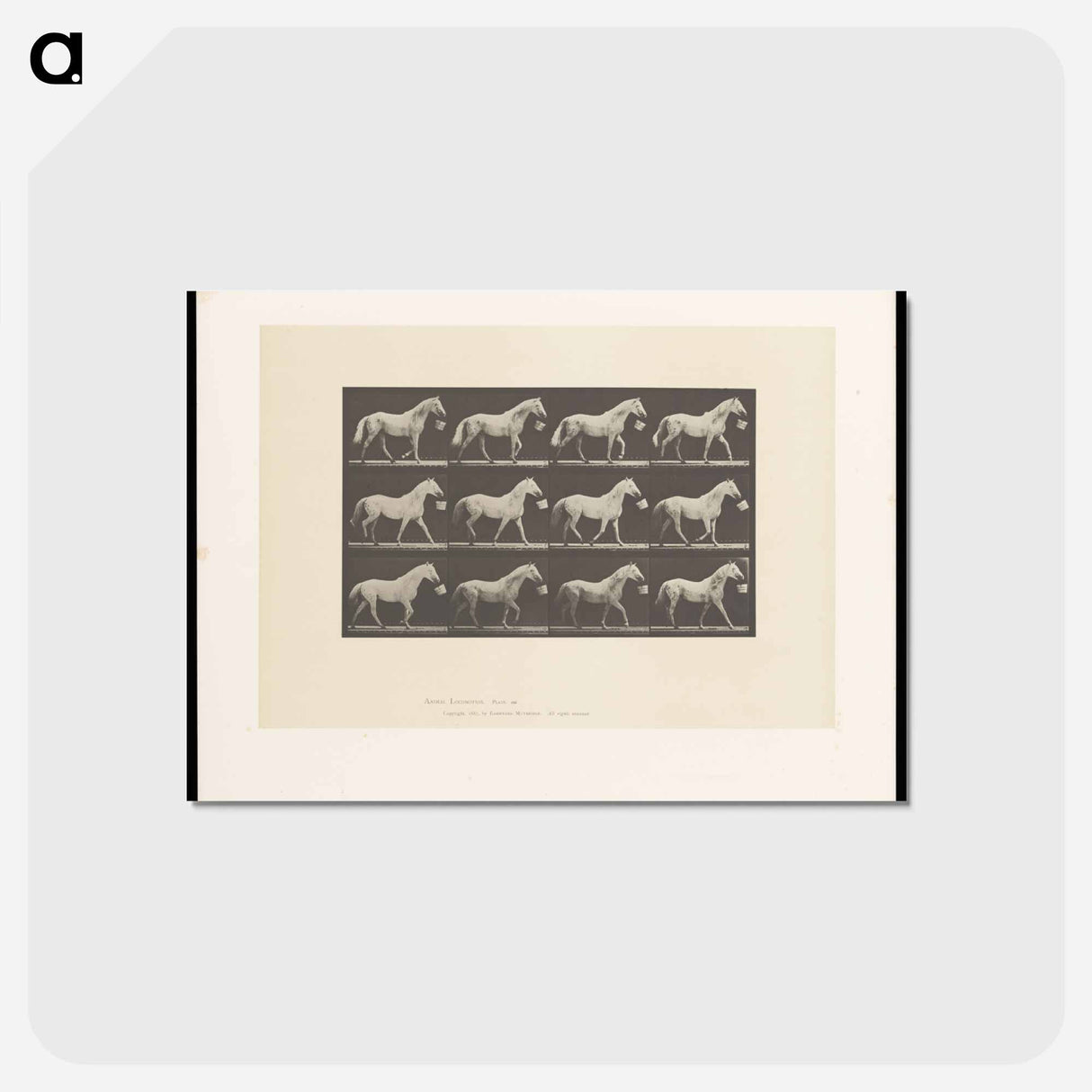 アートポストカード-Horse with Bucket
- エドワード マイブリッジ Postcard.
