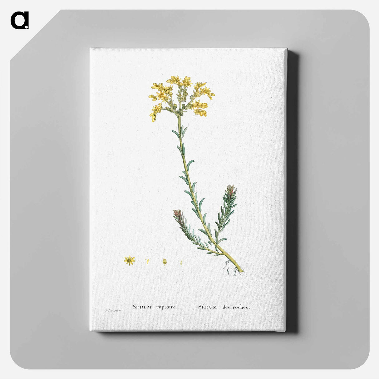 Sedum Rupestre - ピエール ジョゼフ ルドゥーテ Canvas.