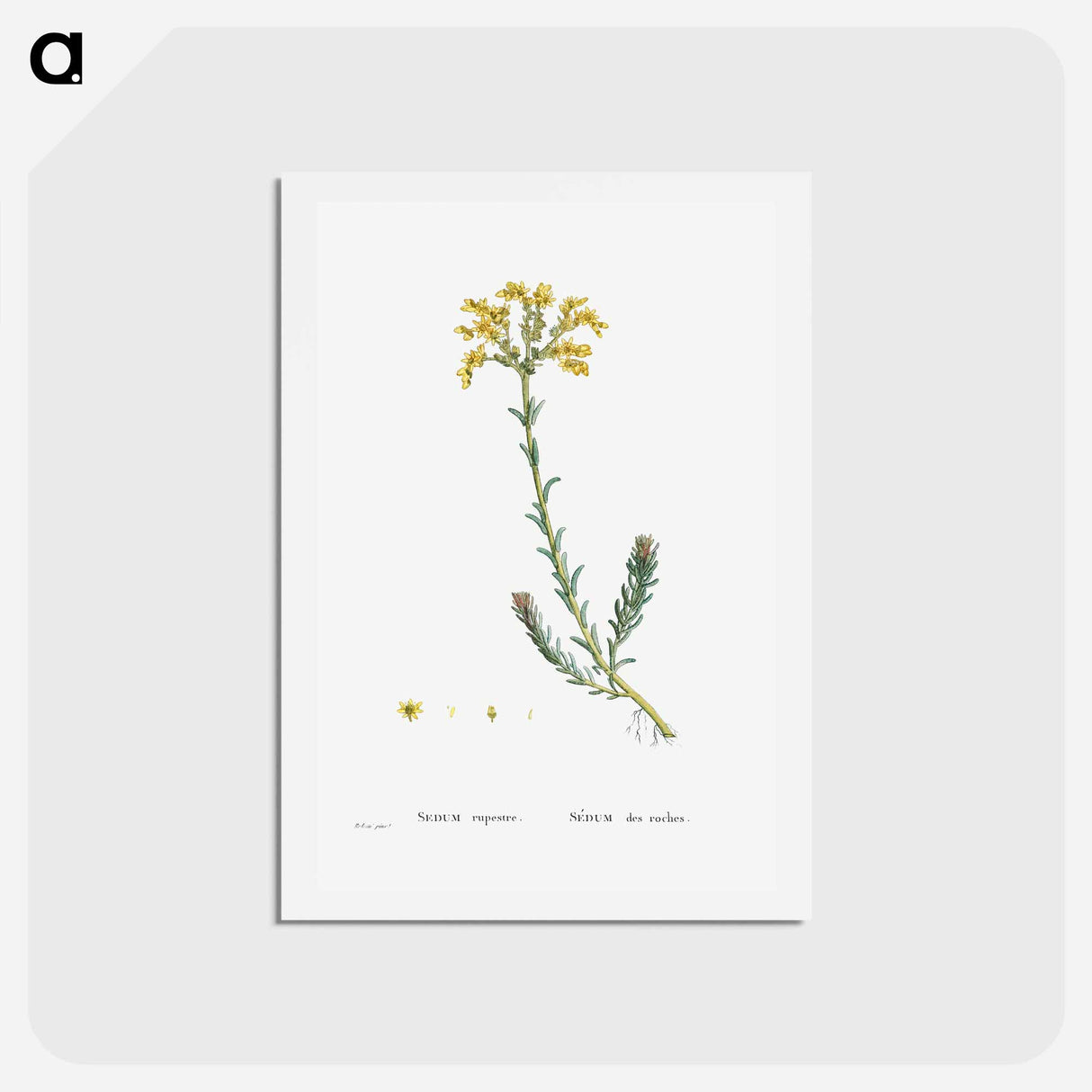 アートポストカード-Sedum Rupestre - ピエール ジョゼフ ルドゥーテ Postcard.