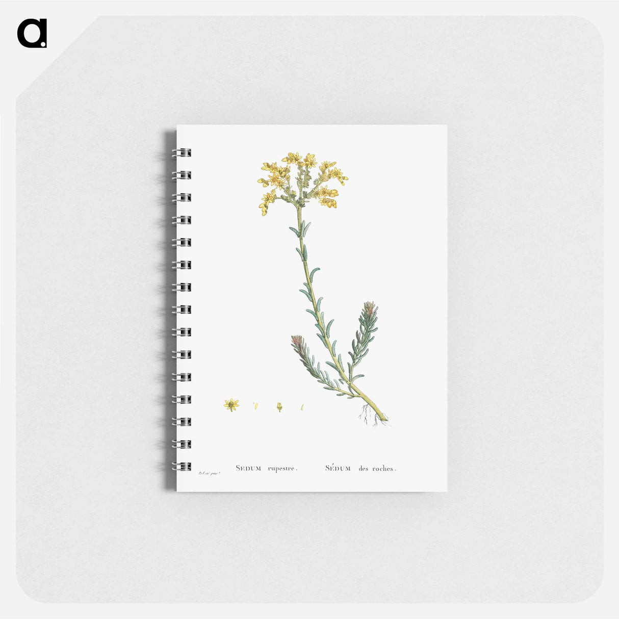 Sedum Rupestre - ピエール ジョゼフ ルドゥーテ Memo.