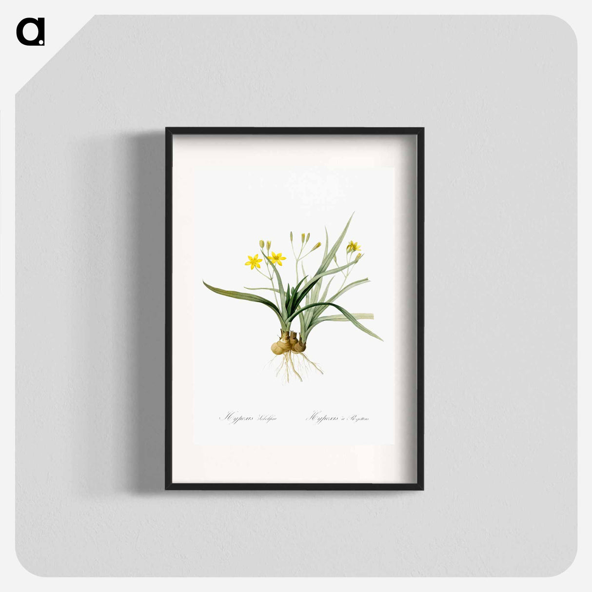 Hypoxis sobolifera illustration - Pierre Joseph Redouté Poster.