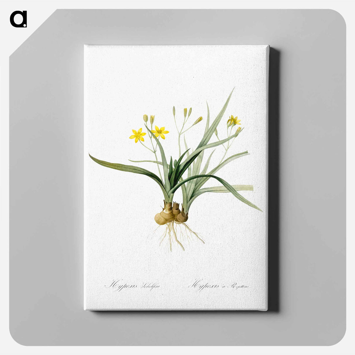Hypoxis sobolifera illustration - Pierre Joseph Redouté Canvas.