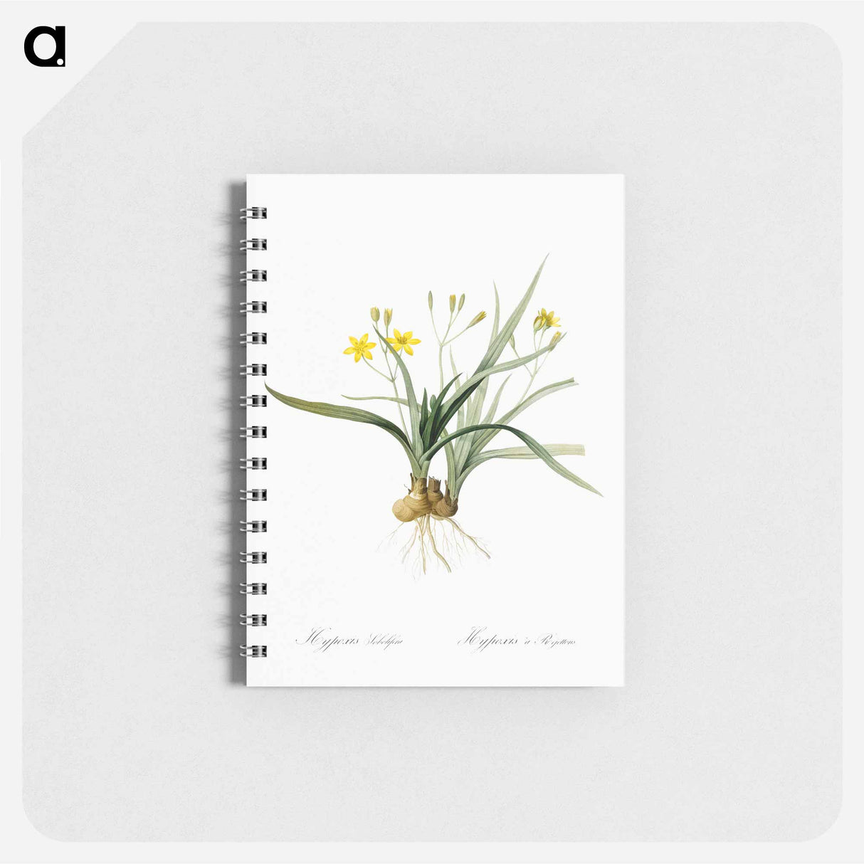 アートメモ帳-Hypoxis sobolifera illustration - ピエール ジョゼフ ルドゥーテ Memo.