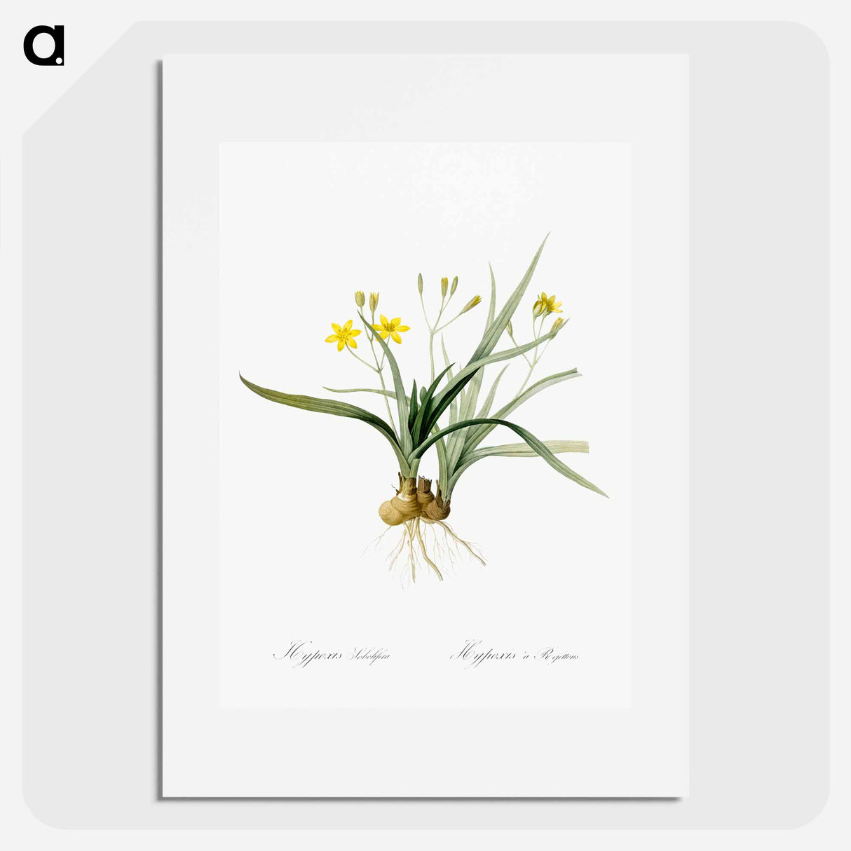 Hypoxis sobolifera illustration - Pierre Joseph Redouté Poster.