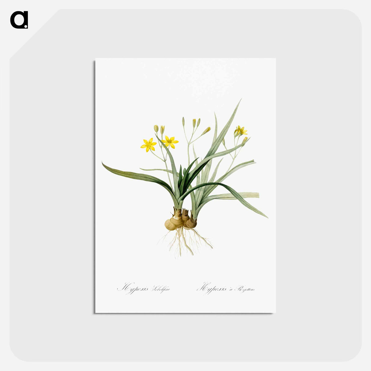 アートポストカード-Hypoxis sobolifera illustration - ピエール ジョゼフ ルドゥーテ Postcard.