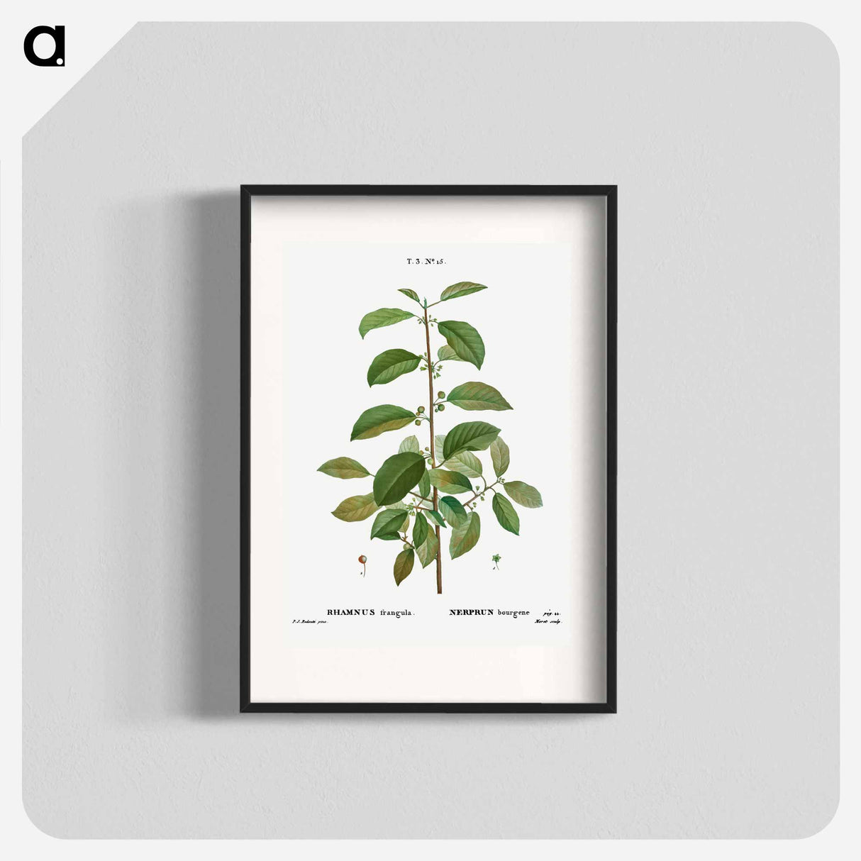 アートポスター-Alder buckthorn - ピエール ジョゼフ ルドゥーテ Poster.