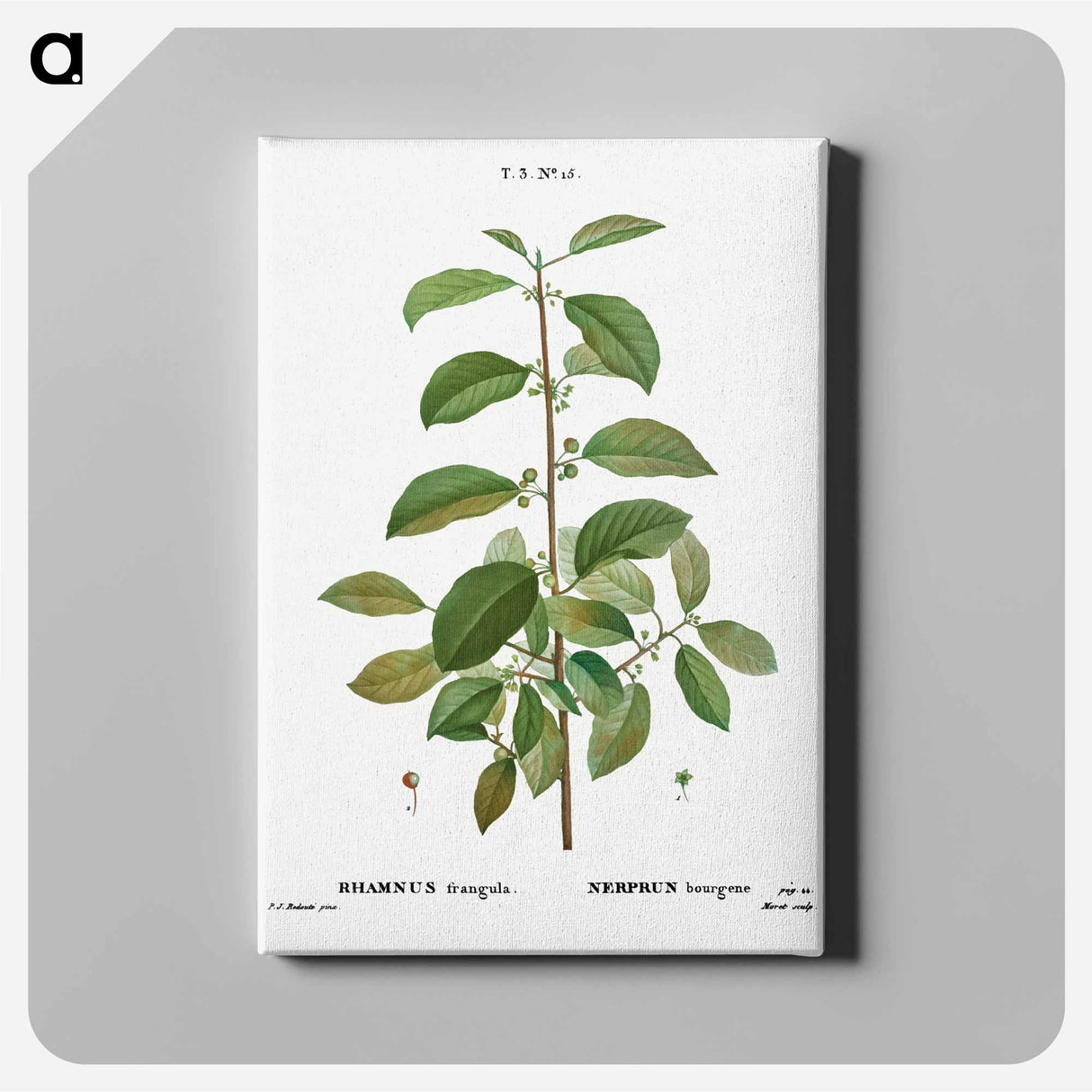 Alder buckthorn - Pierre Joseph Redouté Canvas.