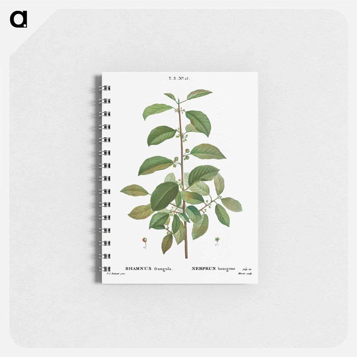 Alder buckthorn - ピエール ジョゼフ ルドゥーテ Memo.