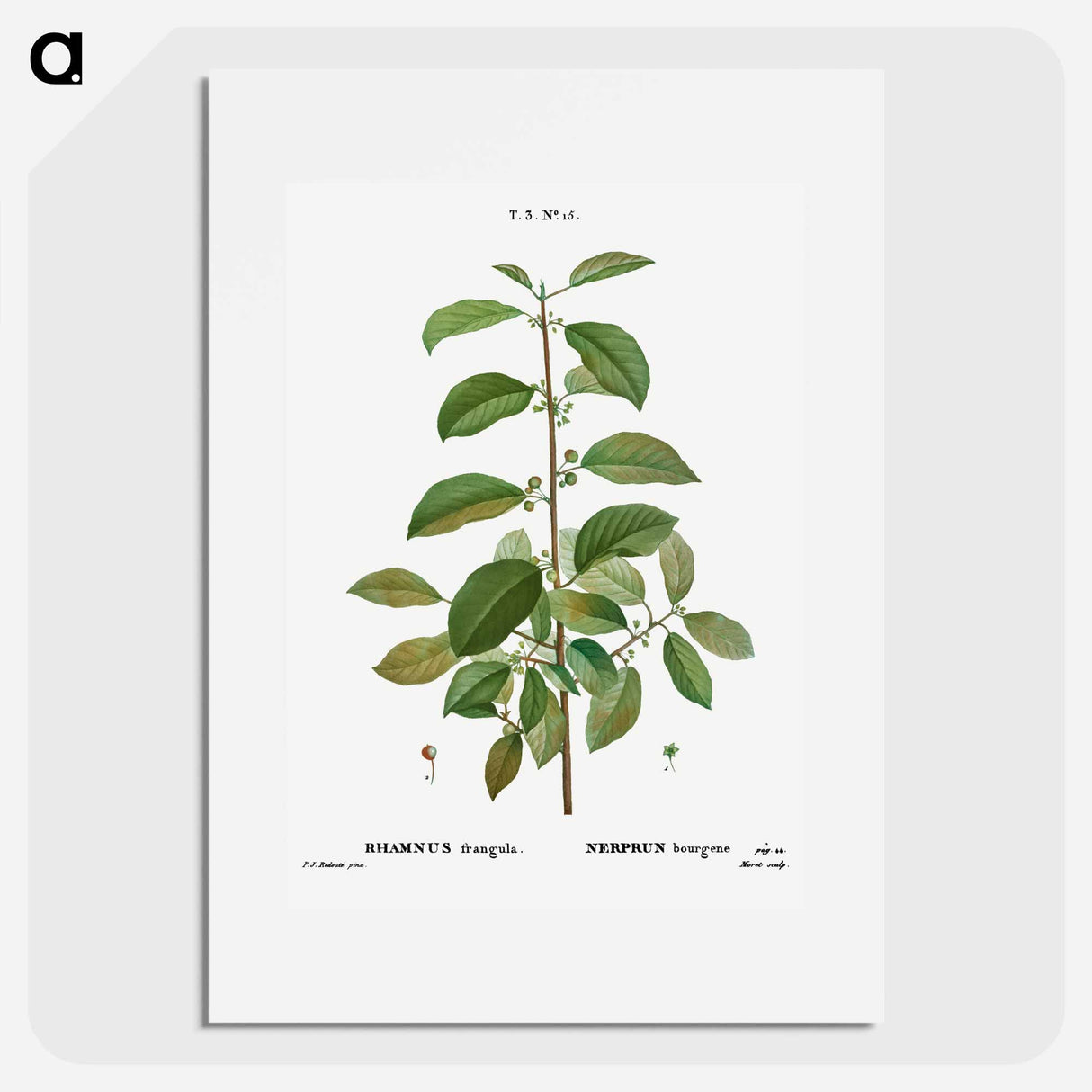 アートポスター-Alder buckthorn - ピエール ジョゼフ ルドゥーテ Poster.