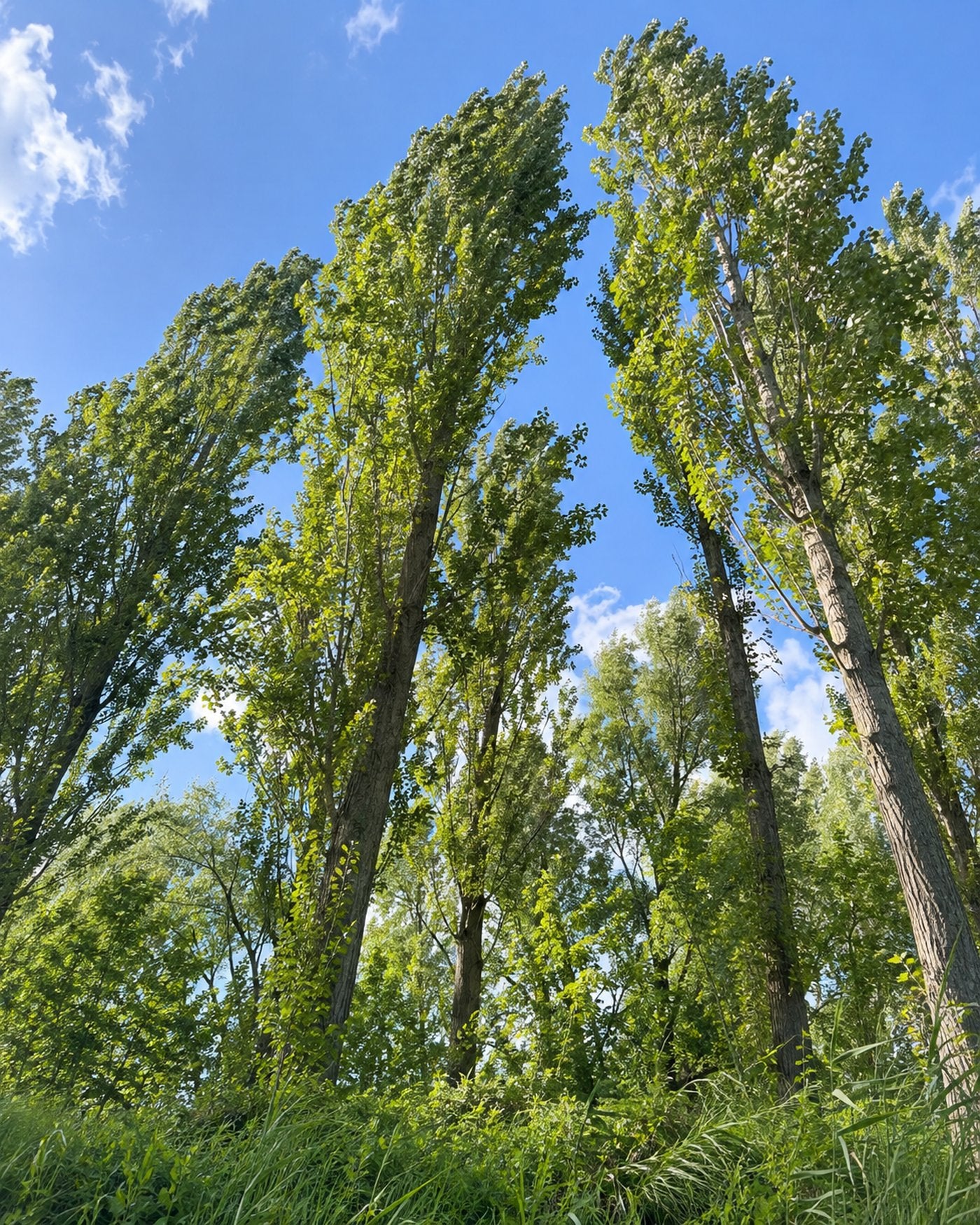 ポプラ並木を見上げる生成画像