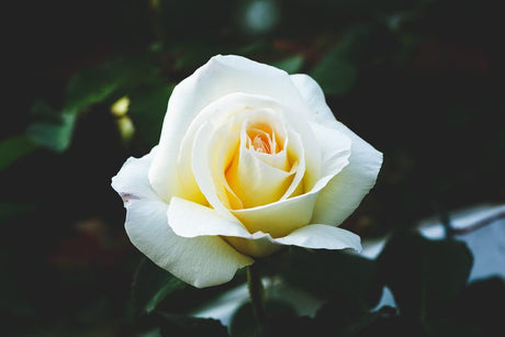 耽美主義とは？わかりやすく解説｜作家や絵画、歴史を紹介