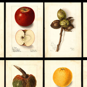 USDA Watercolor Fruit Painting Collection