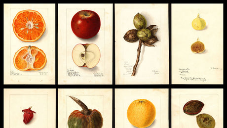 USDA Watercolor Fruit Painting Collection(USDA 水彩フルーツ絵画コレクション)