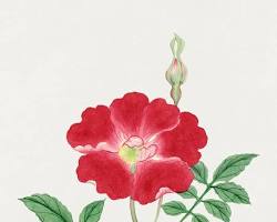 19th Century Japanese Flowers(19世紀の日本の花) - artgraph.