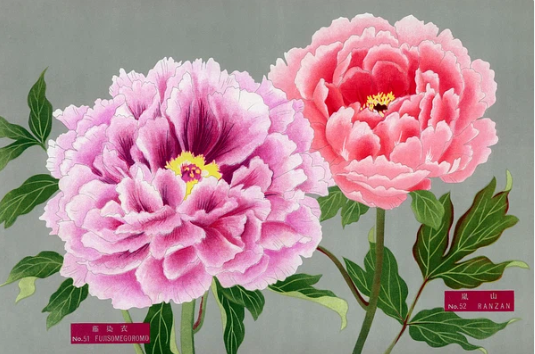 The Picture Book of Peonies(牡丹の図鑑)