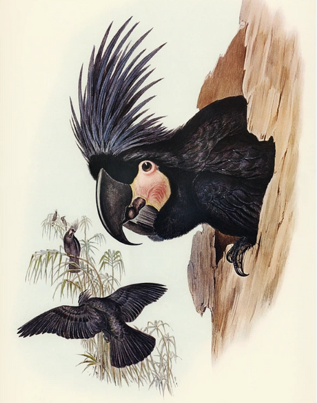 オーストラリアの鳥のアートポスター・アートキャンバス