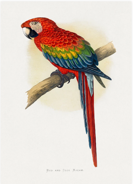 Parrots in Captivity(飼育下のオウム)