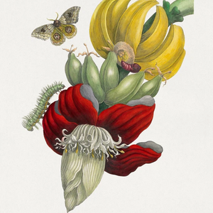 Maria Sibylla Merian(マリア シビラ メリアン)