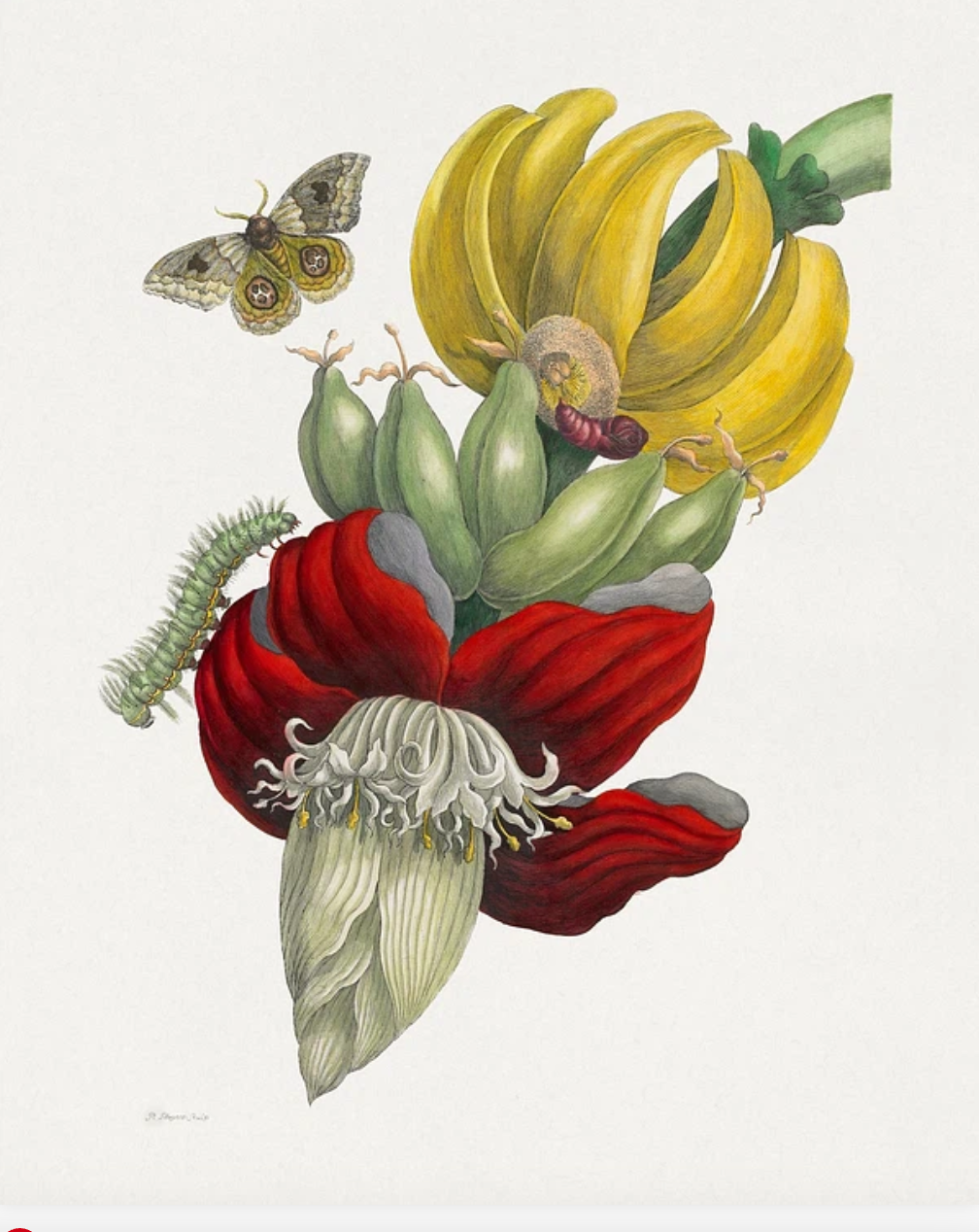 Maria Sibylla Merian(マリア シビラ メリアン)