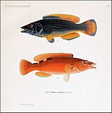 ライトのアートポスター・アートキャンバス