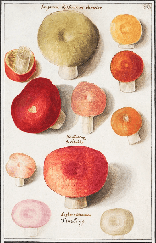 Anselmus Boetius de Boodt(アンセルムス ボエティウス デ ブート)