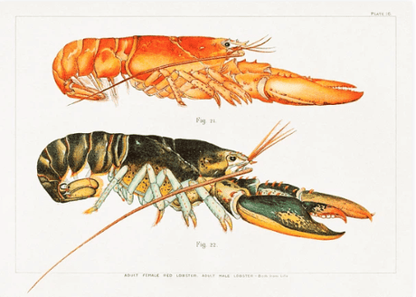 Biodiversity Heritage Library(生物多様性遺産ライブラリー) - artgraph.