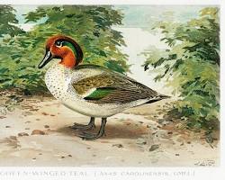 Bird Illustrations - Game Birds and Fishes of North America(鳥のイラスト - 北アメリカの狩猟鳥と魚) - artgraph.