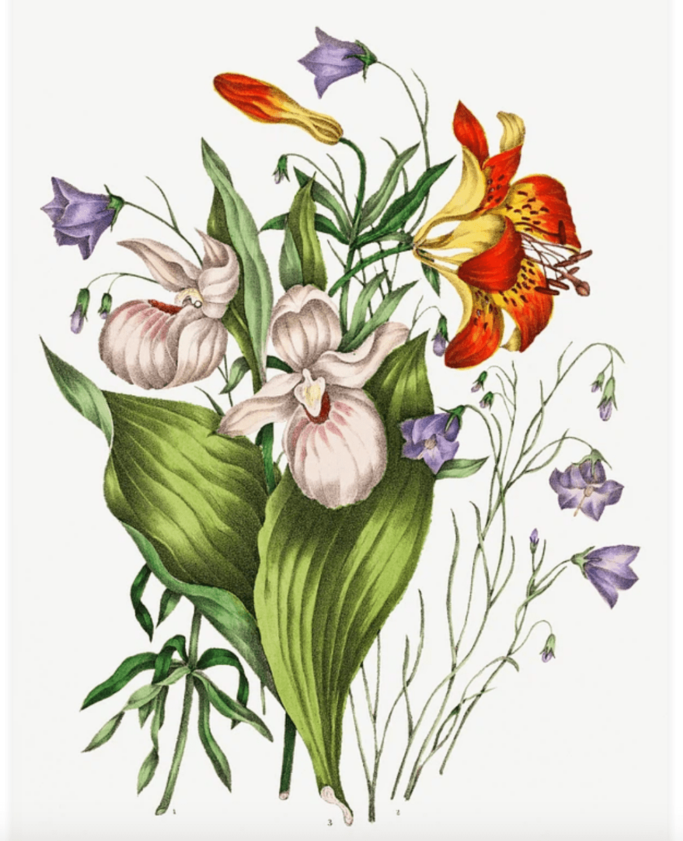 Canadian Wild Flowers(カナダの野生の花) - artgraph.