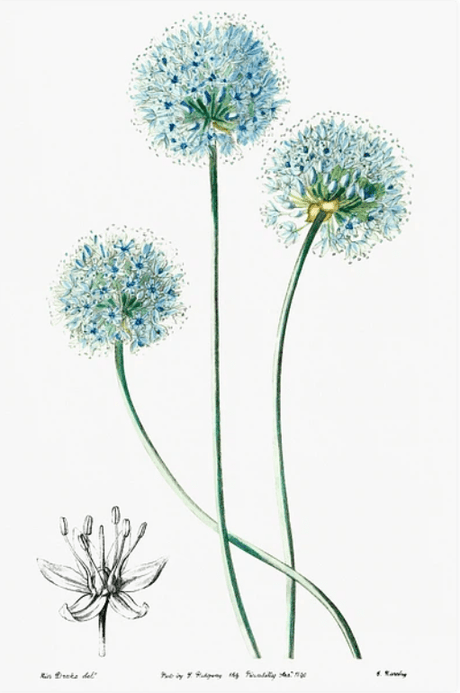 Edwards's Botanical Register(エドワーズの植物登録簿) - artgraph.