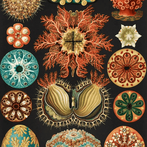 Ernst Haeckel(エルンスト ヘッケル)