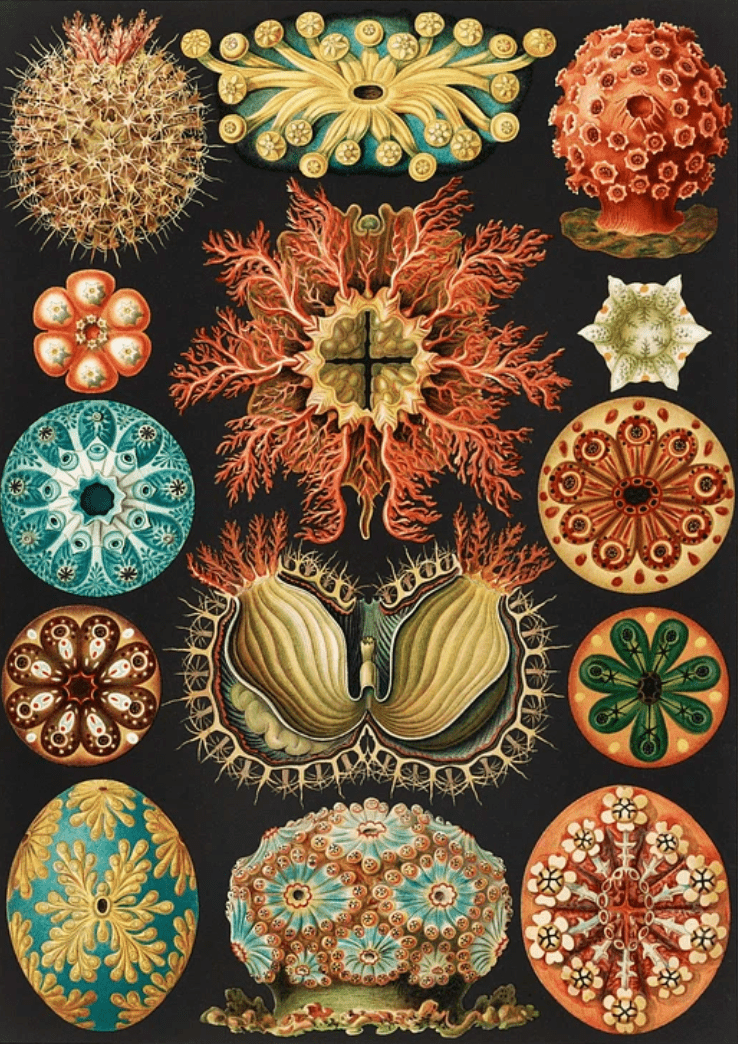 Ernst Haeckel(エルンスト ヘッケル) - artgraph.