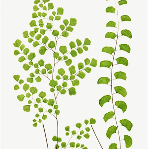 Ferns: British and Exotic(シダ：イギリスおよび外国産)