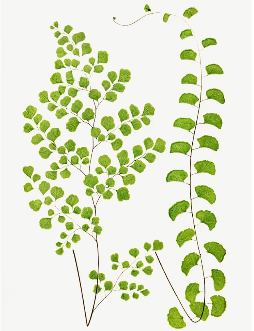 Ferns: British and Exotic(シダ：イギリスとエキゾチック) - artgraph.