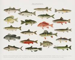 Fish Illustrations - Game Birds and Fishes of North America(魚のイラスト - 北アメリカの狩猟鳥と魚) - artgraph.