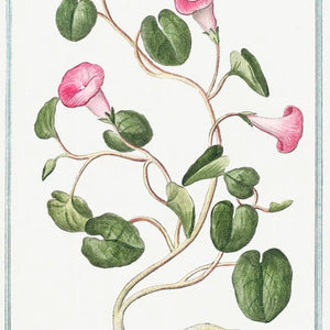 Hortus Romanus Botanical Plates(ローマ植物園の植物図譜)